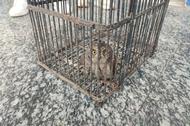 六安警民攜手救助兩只國家級保護野生動物