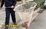 郑州二七区严查未拴绳狗：直接抓走暂扣
