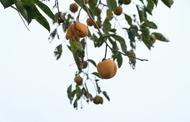 張建春：遠(yuǎn)去的火把
