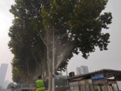 “合肥市民公交站等車(chē)時(shí)粘了一身小蟲(chóng)子“追蹤：部分路段法梧已開(kāi)展病蟲(chóng)害防治工作