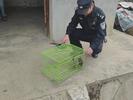 猫头鹰被困鸡圈 无为警民联手救助