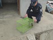 貓頭鷹被困雞圈 無為警民聯手救助