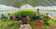 臨北回族鄉東元村：大棚種植促增收，鄉村振興添動能