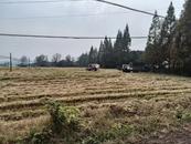 宜秀區楊橋鎮鹿山村：水稻收割正當時 又是一年好“豐”景