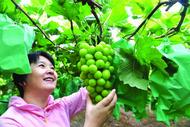 巢湖市黃麓鎮(zhèn)：四季水果飄香