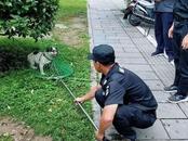 黃山市屯溪近6年已收容無主犬近千只