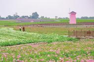 明光：女山湖花海景如畫