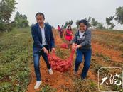 望江縣涼泉鄉：荒山種起樹 ，林下成了“聚寶盆”