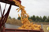 ?濉溪縣四鋪鎮(zhèn)：玉米大豐收 顆粒滿歸倉(cāng)  