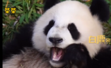 秦岭2只大熊猫有名字了！