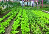 去現實版QQ農場認領一塊田  蚌埠梅橋鎮創新打造“共享菜園”