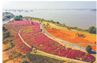 銅陵：粉黛花海引客來