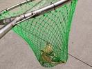 黄山市城区禁养50个品种的烈性犬，包括罗威纳、牛头梗、獒犬等