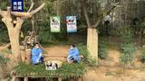 最终命名揭晓 旅韩大熊猫双胞胎宝宝有名字啦