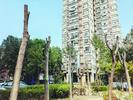 合肥一小区大树被“剃光头”，是对是错？社区回应