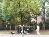 因前期選址原因，合肥犬只收容中心還未建好