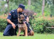 節日我在崗！功勛犬“疾風”的最后一班崗