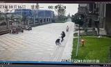 成都恶犬撕咬2岁女童法律分析：犬主或涉嫌犯罪