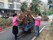 宜秀區大龍山鎮中心社區：凝聚巾幗力量 共繪幸福畫卷
