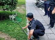一次性獎100元！ 池州一區征集重點管理區域違規飼養禁養犬線索