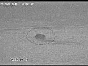 南京一只野豬“絲滑”橫渡長江