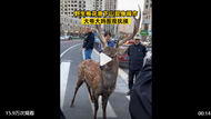 梅花鹿現身鬧市大爺大媽圍觀撫摸，路人：附近山上有一群，不怕人
