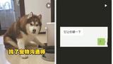 通过照片就能和宠物对话？“宠物沟通师”的读心术有点玄