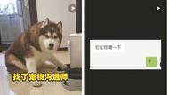 通過照片就能和寵物對(duì)話？“寵物溝通師”的讀心術(shù)有點(diǎn)玄
