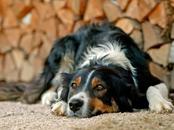 美国多州爆发神秘犬类传染病，最快24小时内变重症