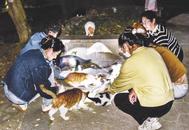 守護(hù)流浪“貓堅(jiān)強(qiáng)”  淮南一小區(qū)愛心業(yè)主文明養(yǎng)寵構(gòu)建和諧社區(qū)生活
