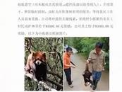 云南一小熊貓外逃！景區(qū)懸賞5000元找它