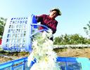 安徽巢湖：林下种菊花 一地生“两金”