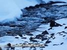 价格“大跳水”！有国际航班只要9元？啥情况？