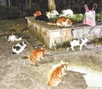 崔志强：亲爱的猫咪