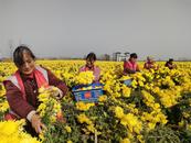 固鎮(zhèn)金菊 兩頭“開花”迎來收獲季