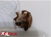 湖南一小學食堂疑吃出白毛鼠頭 校方：是兔頭
