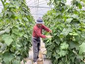 宜秀區羅嶺鎮鳳溪社區：大棚經濟賦能鄉村振興
