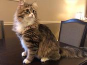 张妍：我被一只猫爱过