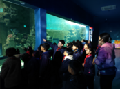 鳳一小組織學生參觀蚌埠海洋樂園