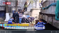打了4針麻醉！南京警民聯(lián)手終于制服“狂飆” 野豬 