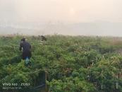 宜秀區(qū)羅嶺鎮(zhèn)花元村：小辣椒二茬在收割