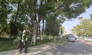 巢湖交警聯合市園林綠化管理處修剪遮擋交通設施樹枝除隱患