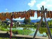 张莉：郎阿姨