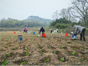 懷寧縣江鎮鎮趙山村：利用“冬閑田”種植雪里蕻