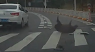 野豬與車相撞車主被判全責，網(wǎng)友：豬沒事就行