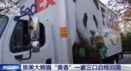 回家啦！美香一家路上帶了約200斤竹子