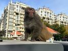 北京通州城区出现猴子？野保专家：属于国家二级保护动物