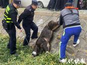 南京“網紅”野豬死于嗆水！疑似橫渡長江的“過江猛豬”