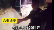 活豬墜車逃進稻田，六安警民合力“抓捕”