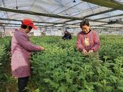 宜秀區(qū)羅嶺鎮(zhèn)黃梅村：鮮菊花產(chǎn)業(yè)助力移風(fēng)易俗
